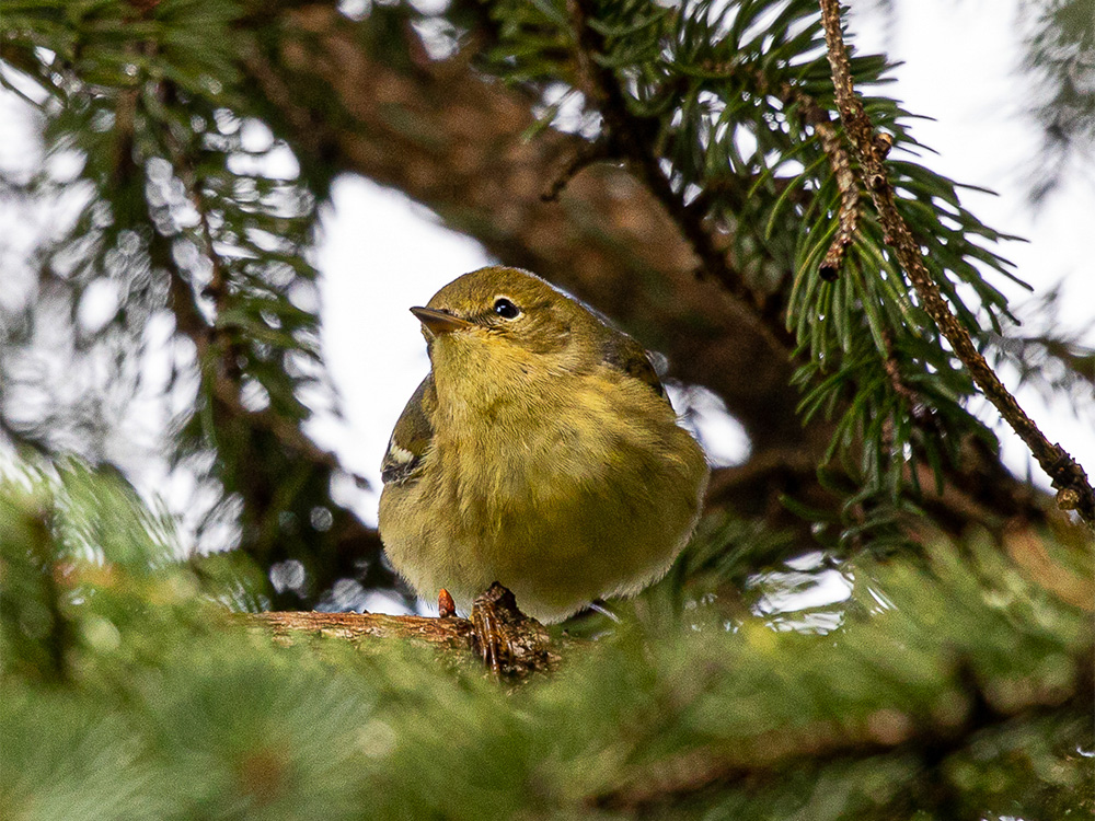 Warbler-Blackpoll