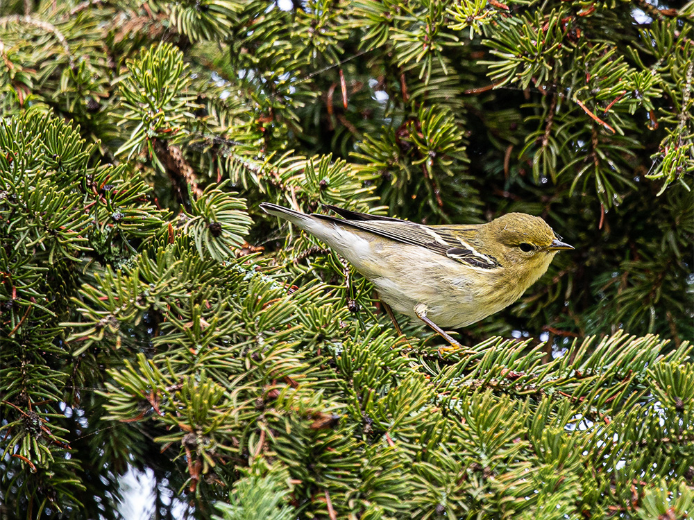 Warbler-Blackpoll