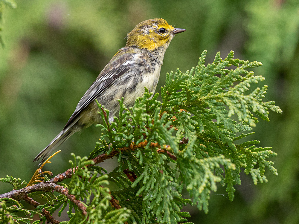 Warbler-Black-Throated-Green
