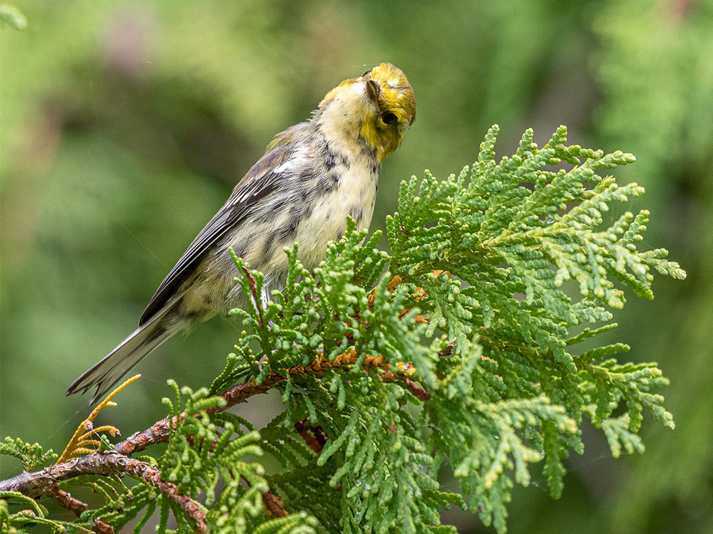 Warbler-Black-Throated-Green