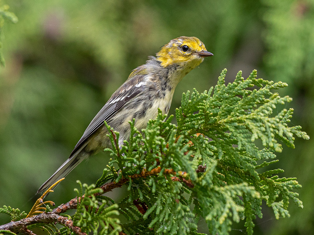 Warbler-Black-Throated-Green