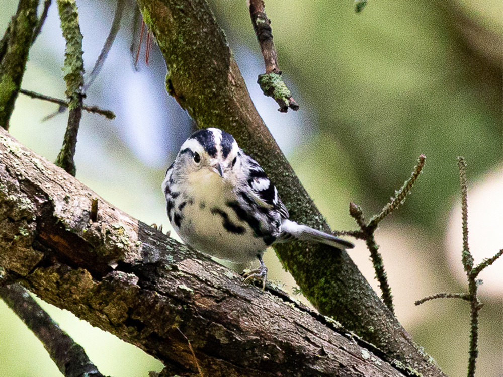 Warbler-Black and White