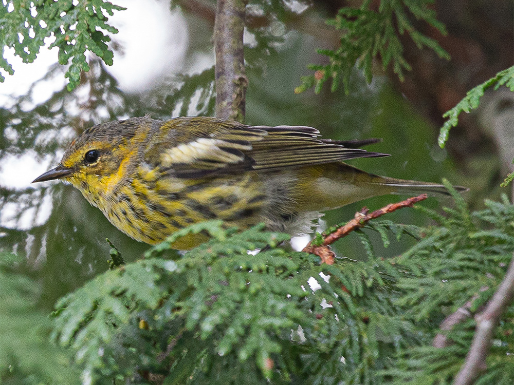 Warbler-Cape-May