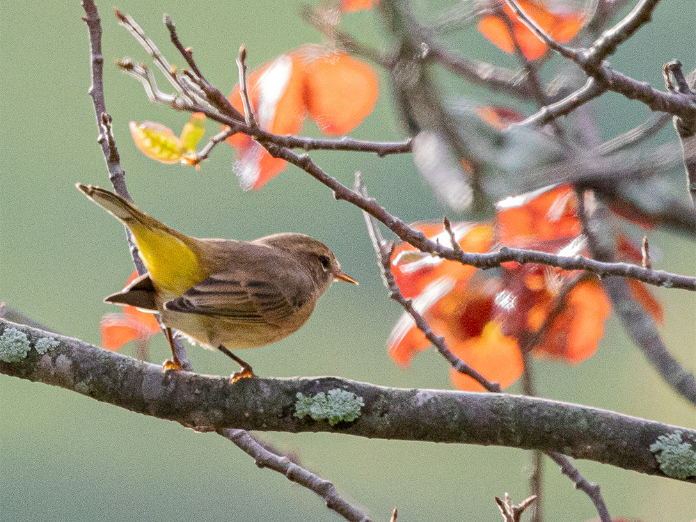 Warbler-Palm