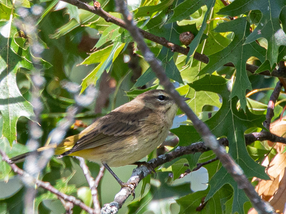 Warbler-Palm