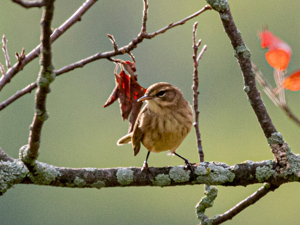 Warbler-Palm