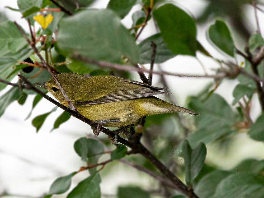 Warbler-Tennessee