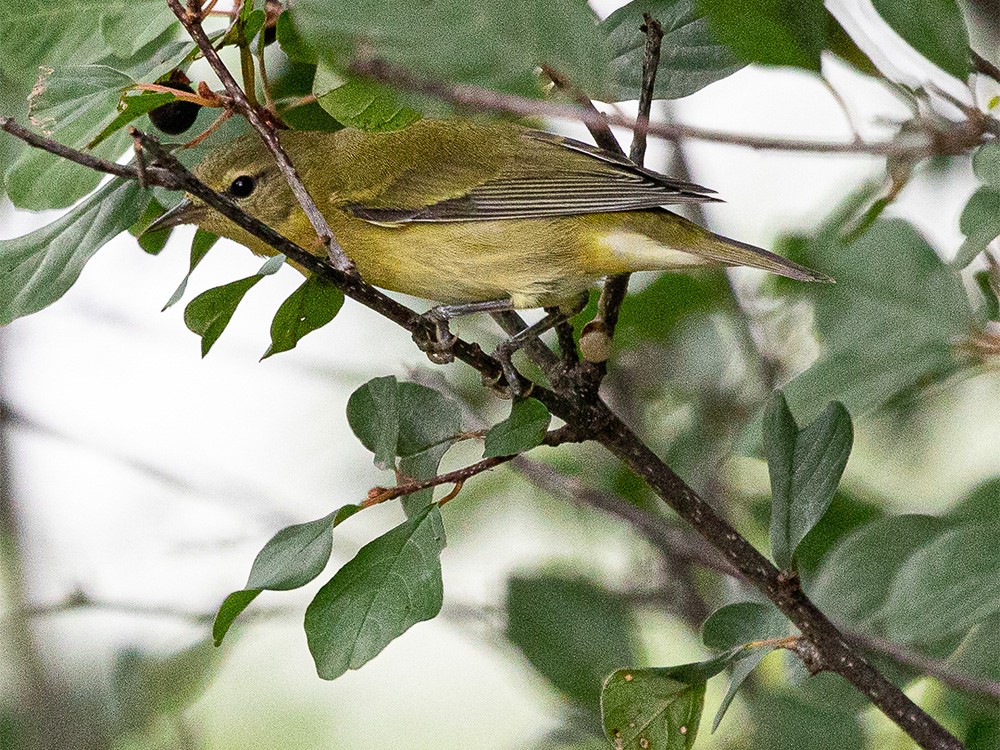 Warbler-Tennessee