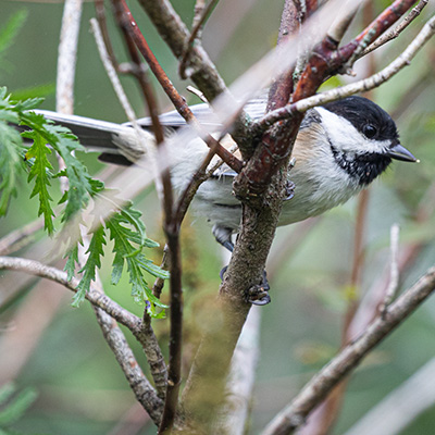 Chickadee-Black-Capped
