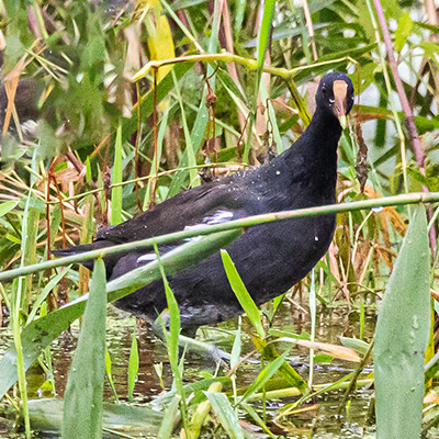 Gallinule-Common 