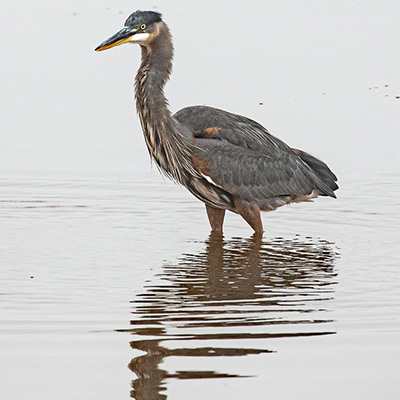 Heron-Great-Blue 