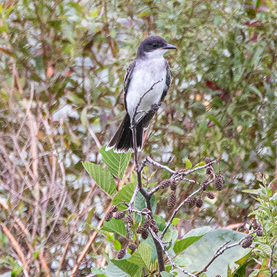 Kingbird-Eastern