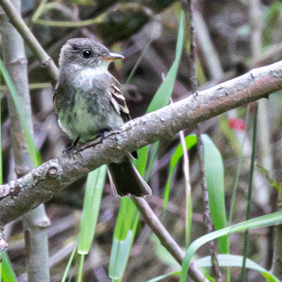 Pewee-Eastern-Wood