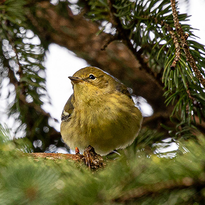Warbler-Blackpoll