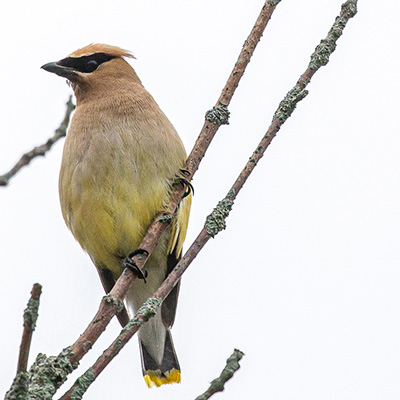 Waxwing-Cedar