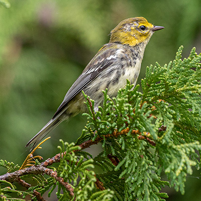 Warbler-Black-Throated-Green