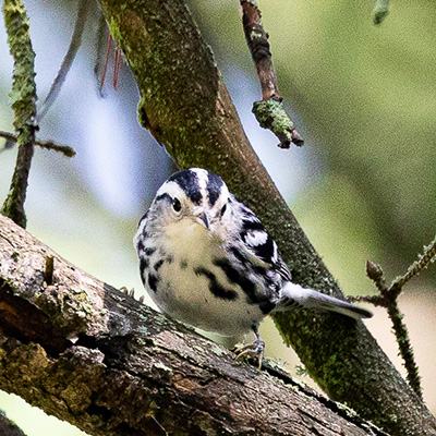 Warbler-Black and White