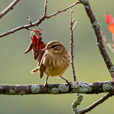 Warbler-Palm