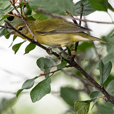 Warbler-Tennessee